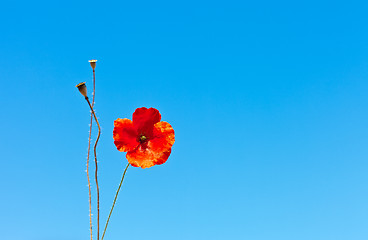 Image showing wild poppies against blue sky