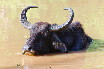 Image showing Bubalus bubalis water buffalo