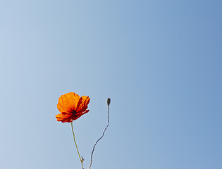 Image showing wild poppies against blue sky