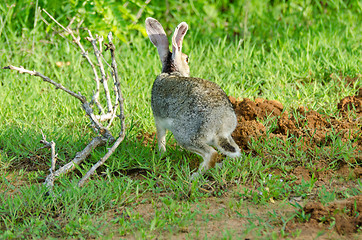 Image showing Lepus nigricollis singhala 