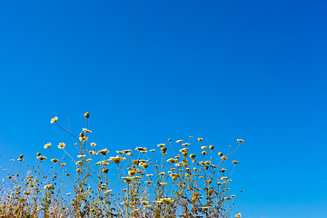 Image showing beautiful flowers in the sky