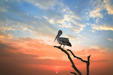 Image showing pelican  sleep on a tree