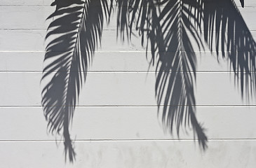 Image showing cement wall with a shade from palm trees