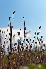 Image showing Wild poppies growing in a spring field