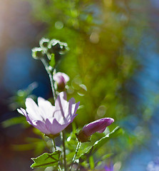 Image showing beautiful flowers in the sky