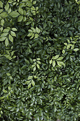 Image showing Beautiful green leaves for design