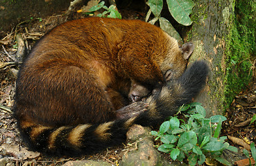 Image showing sleeping koati