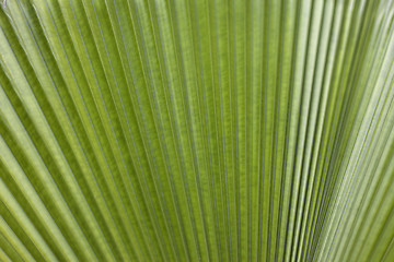 Image showing Palm Tree