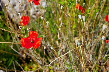 Image showing Wild poppies growing in a spring field