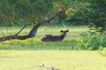 Image showing wild deer, a mother and calf 