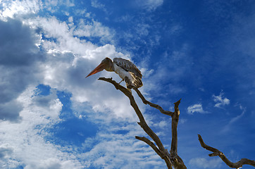 Image showing pelican  sleep on a tree