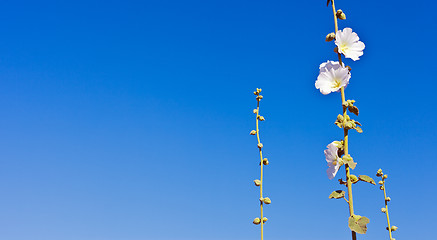 Image showing beautiful flowers in the sky