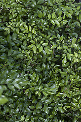 Image showing Beautiful green leaves for design