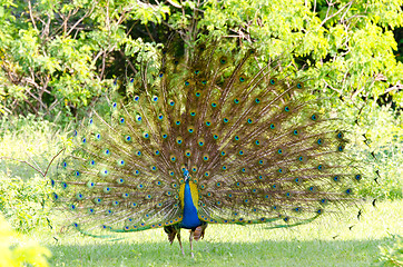 Image showing Pavo cristatus