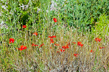 Image showing Wild poppies growing in a spring field