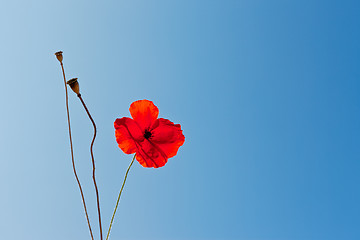 Image showing wild poppies against blue sky