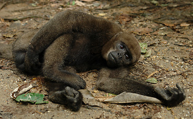 Image showing The amazonian rain forest monkey
