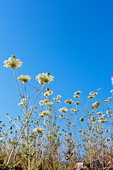 Image showing beautiful flowers in the sky