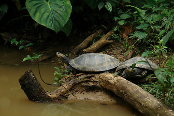 Image showing Two little turtles