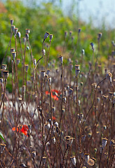 Image showing Wild poppies growing in a spring field