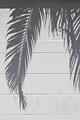 Image showing cement wall with a shade from palm trees