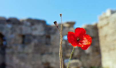 Image showing wild poppies against blue sky