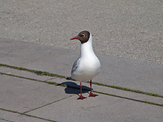 Image showing the seagull