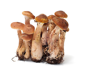 Image showing Armillaria.