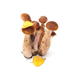 Image showing Armillaria.