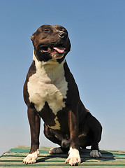 Image showing american staffordshire terrier