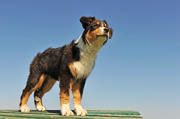 Image showing puppy australian shepherd