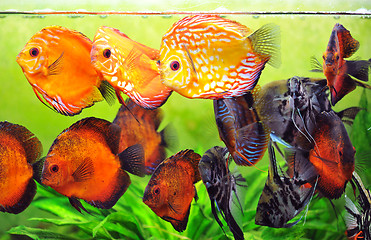 Image showing aquarium