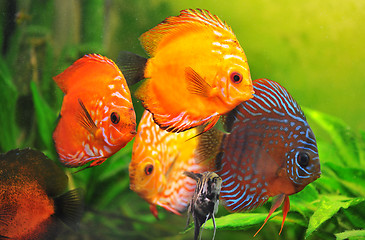 Image showing discus