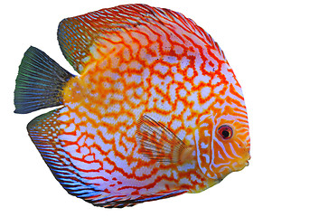 Image showing discus