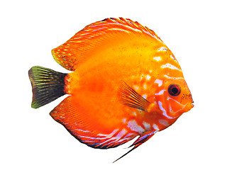 Image showing discus
