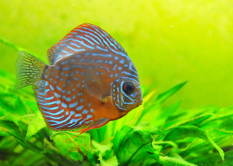 Image showing discus