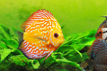 Image showing discus
