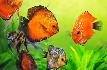 Image showing discus in aquarium