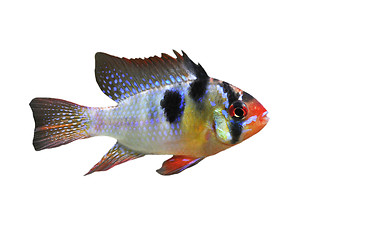 Image showing apistogramma ramirezi