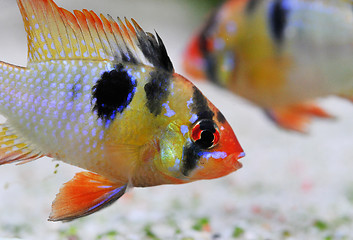 Image showing apistogramma ramirezi