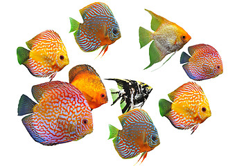 Image showing group of fishes