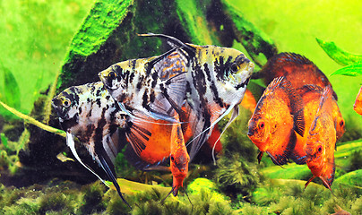 Image showing fishes in tank