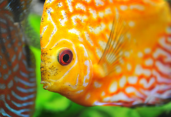 Image showing discus