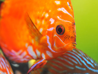 Image showing red discus