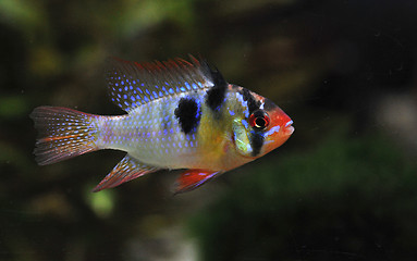 Image showing apistogramma ramirezi