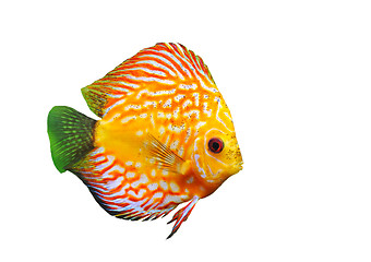 Image showing young discus