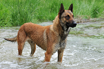 Image showing malinois