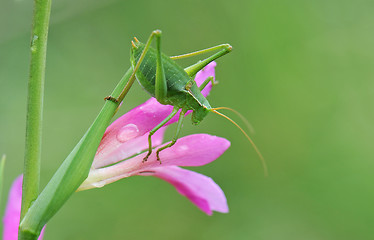 Image showing Ephippiger ephippiger