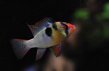 Image showing apistogramma ramirezi