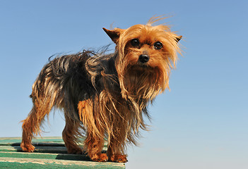 Image showing yorkshire terrier